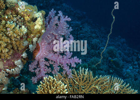 Soft Coral, Dendronephthya speciosa, Nephtheidae, Mar Rosso di Sharm el-Sheikh, Egitto R Foto Stock