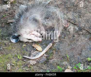 Vivere di opossum Playing Dead giacente a terra. Foto Stock