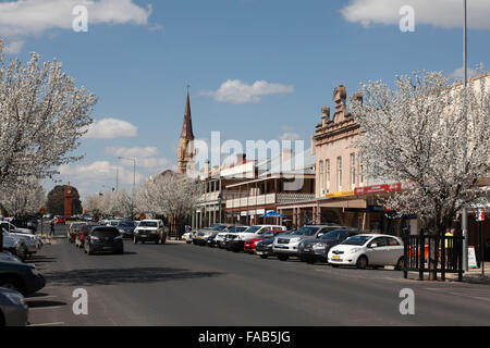 Fiori bianchi su alberi significa primavera a Mudgee Nuovo Galles del Sud Australia Foto Stock