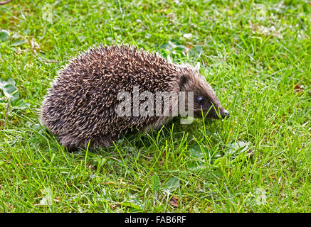 Riccio su un prato Foto Stock