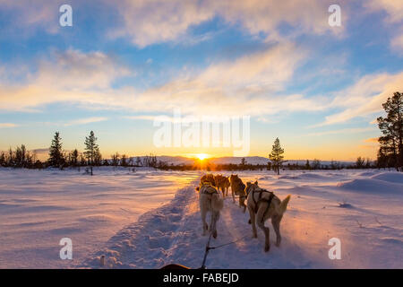 Lo sleddog con huskies nel bel tramonto Foto Stock