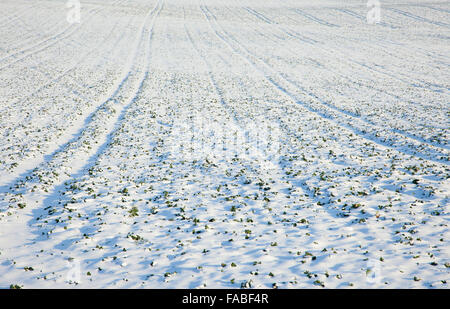 Campo nevoso con tracce di attrezzature agricole nella neve Foto Stock