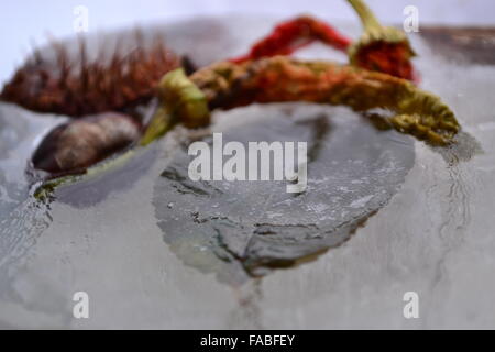 Congelati peperoni foglie di castagno in ghiaccio Foto Stock