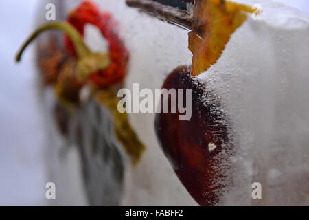 Congelati peperoni foglie di castagno in ghiaccio Foto Stock