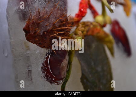 Congelati peperoni foglie di castagno in ghiaccio Foto Stock