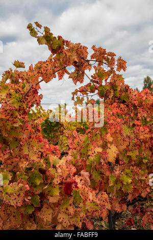 Umbria, tra Bevagna e Montefalco. I meravigliosi colori dei vigneti del pregiato vino Sagrantino Foto Stock