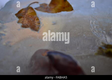 Congelate di foglie di castagno in ghiaccio fondente Foto Stock