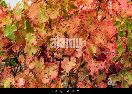 Umbria, tra Bevagna e Montefalco. I meravigliosi colori dei vigneti del pregiato vino Sagrantino Foto Stock