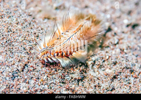 Policheti polychaetes o sono un paraphyletic, annelid worms, setole worm Foto Stock