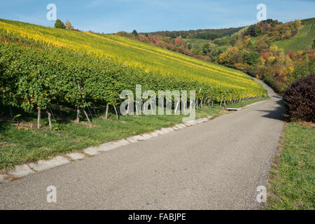 Vigneto in autunno e la colorazione blu cielo Foto Stock