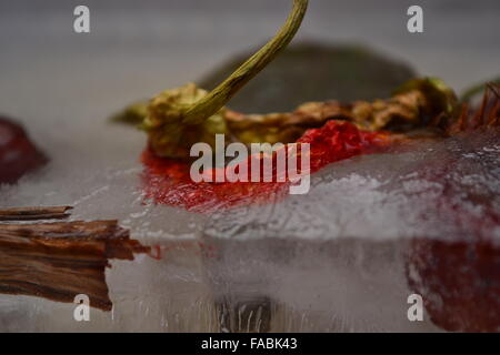 Peperoni congelati in foglia di legno di castagno in ghiaccio Foto Stock