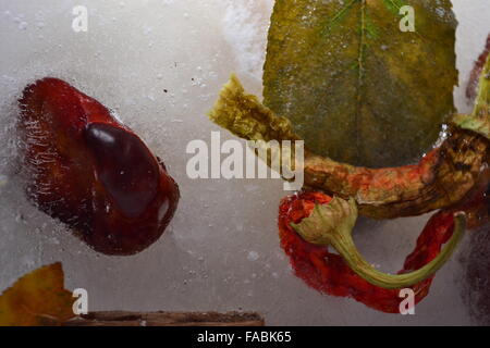 Peperoni di castagno e foglie congelate in ghiaccio Foto Stock