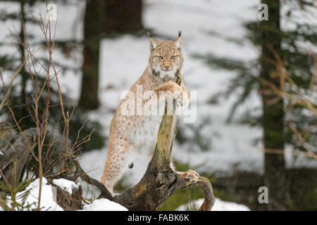 Eurasian (Lynx Lynx lynx) in piedi dritto in alto su un pezzo di legno nella neve, guardando la telecamera, foresta bavarese, Germania. Foto Stock