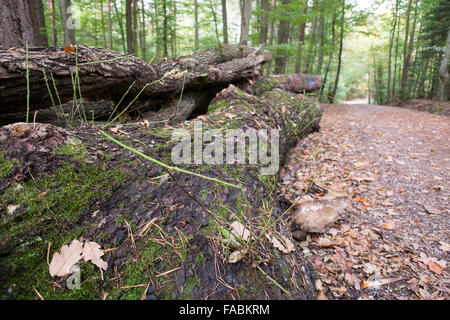 Accedere catasta di legno in una foresta con il percorso Foto Stock