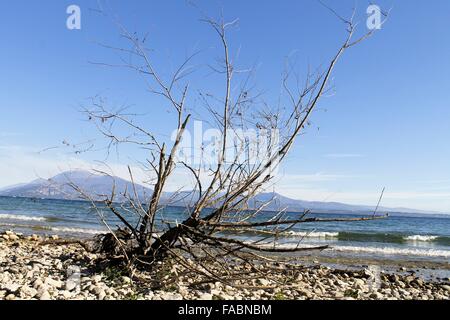 Ramo secco su una spiaggia sassosa del lago di Garda in Italia settentrionale Foto Stock