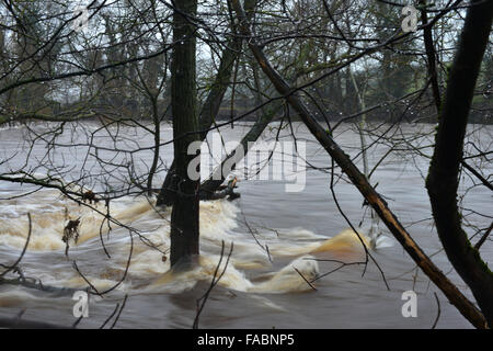 Gainford, County Durham, Regno Unito. Il 26 dicembre 2015. Regno Unito meteo. Il Fiume Tees in Gainford, nella contea di Durham è rigonfiato in seguito a pesanti e persistente pioggia attraverso Teesdale. Alluvione grave avvertenze sono state rilasciate per molte parti del Regno Unito. Credito: Robert Smith/Alamy Live News Foto Stock