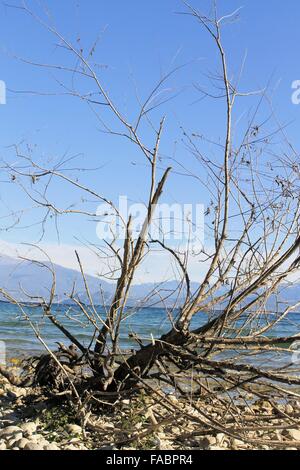 Ramo secco su una spiaggia sassosa del lago di Garda in Italia settentrionale Foto Stock