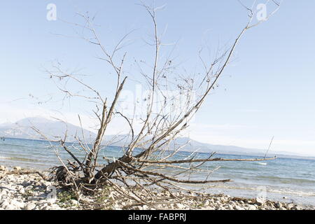 Ramo secco su una spiaggia sassosa del lago di Garda in Italia settentrionale Foto Stock