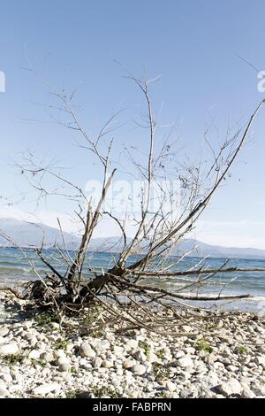 Ramo secco su una spiaggia sassosa del lago di Garda in Italia settentrionale Foto Stock