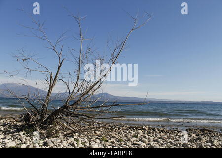 Ramo secco su una spiaggia sassosa del lago di Garda in Italia settentrionale Foto Stock