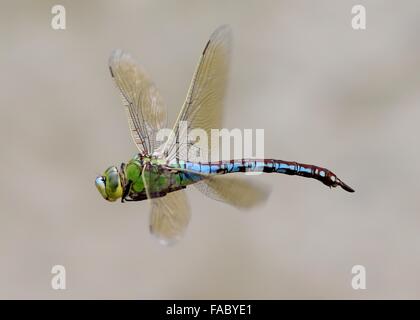 Close-up di una femmina blu a forma di libellula imperatore (Anax imperator) in volo Foto Stock