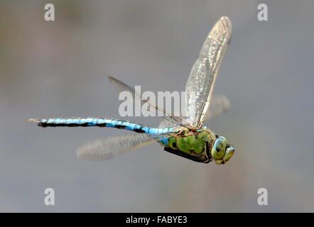 Close-up di una femmina blu a forma di libellula imperatore (Anax imperator) in volo Foto Stock