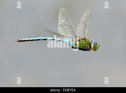 Close-up di una femmina blu a forma di libellula imperatore (Anax imperator) in volo Foto Stock