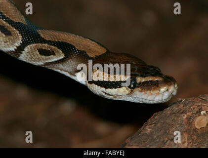 African non velenose Royal Python o sfera (Python Python regius) Foto Stock