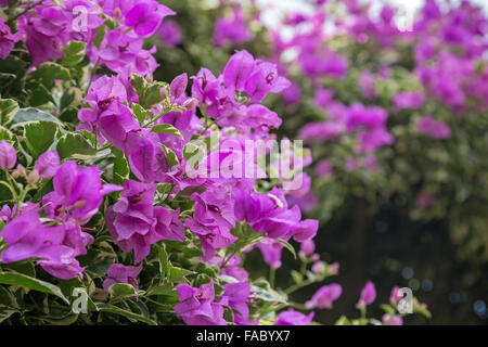 Primo piano di un arbusto o albero di fioritura viola Brasile Bouganvillea (Bougainvillea glabra) fiori. Foto Stock