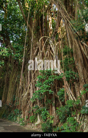 Grande gomma indiana tree (Ficus elastica), chiamato anche la gomma fig a Hong Kong, Cina. Foto Stock