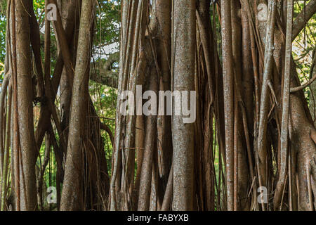 Close-up di un grande gomma indiana tree (Ficus elastica), chiamato anche la gomma fig a Hong Kong, Cina. Foto Stock