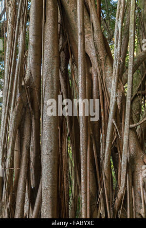 Close-up di un grande gomma indiana tree (Ficus elastica), chiamato anche la gomma fig a Hong Kong, Cina. Foto Stock