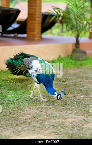 Bellissimo Pavone uccelli camminare sull'erba Foto Stock