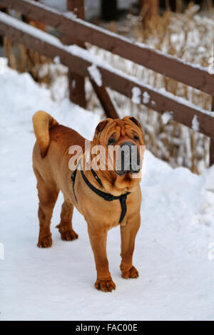 Bellissimo cane rosso si erge sulla neve fotografato vicino fino Foto Stock