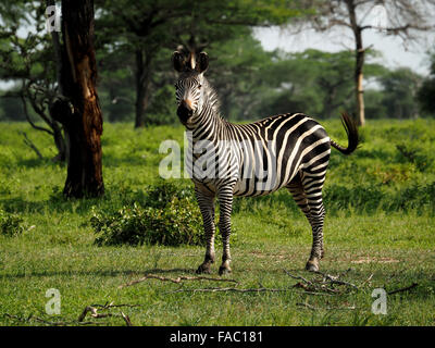 Lone pianure o Burchell's zebra (Equus burchelli) in grassy open woodland guardando verso la telecamera nella Riserva Selous Tanzania Foto Stock