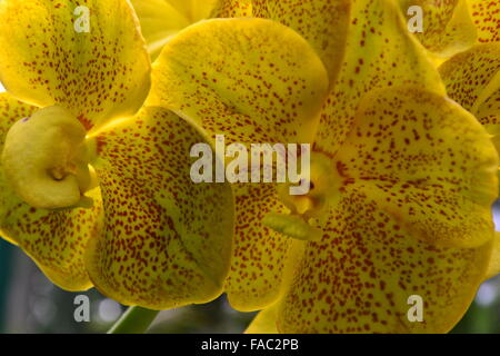 Avvistato grande giallo fiori di orchidea Foto Stock