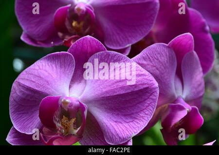 Viola Viola orchidee in giardino Foto Stock