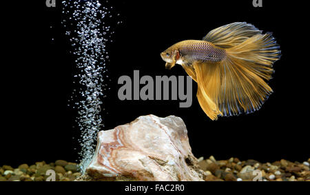 Betta pesce, siamesi combattimento dei pesci in acquario Foto Stock