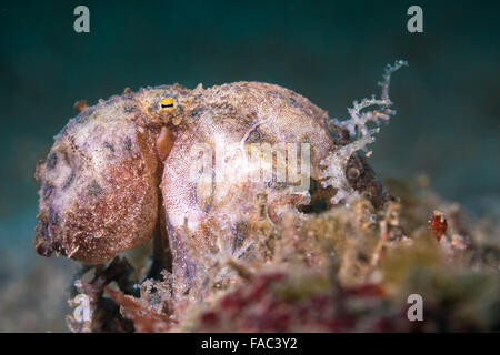 Blu-inanellati polpo (Hapalochlaena sp.) in appoggio su un corallo bommie Foto Stock