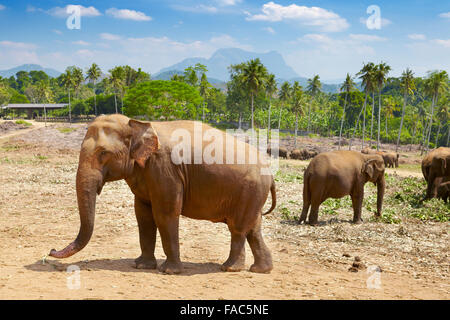 Sri Lanka - l'Orfanotrofio degli Elefanti di Pinnawela (villaggio nel distretto di Kegalla dello Sri Lanka), Asia Foto Stock