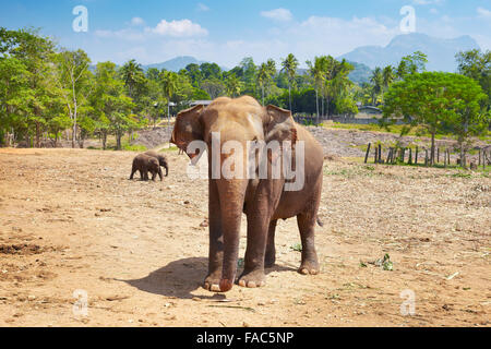 Sri Lanka - Orfanotrofio degli Elefanti di Pinnawela per wild elefanti asiatici (Sabaragamuwa Provincia dello Sri Lanka) Foto Stock