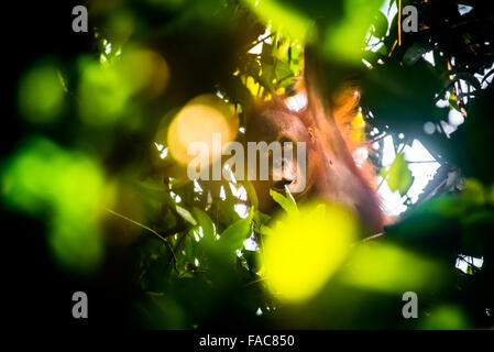 Wild capretti orangutan appesi sui rami di alberi in Kutai National Park, Indonesia. Foto Stock