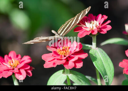 La Zebra Longwing (Heliconius charithonia) FARFALLA Foto Stock