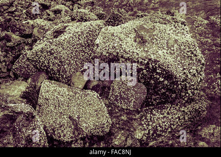 Barnacle rocce coperte in aringhe Cove vicino a Sitka, Alaska, Stati Uniti d'America. Fotografia di Jeffrey Wickett, Northlight fotografia, http:// Foto Stock