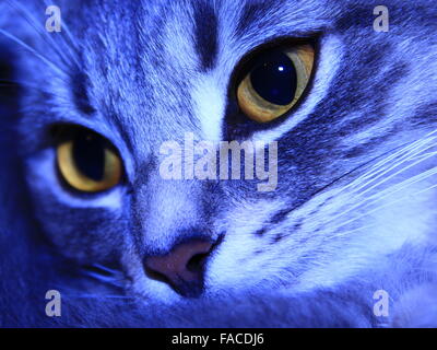 Close-up del muso della retta scozzese cat Foto Stock