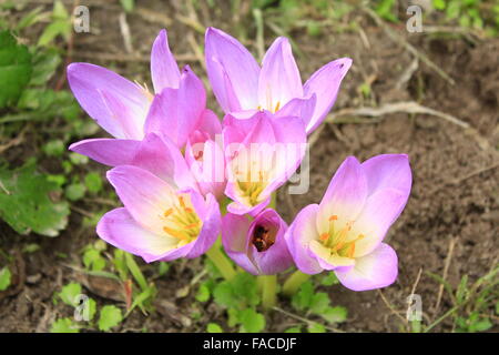 Bellissimi fiori rosa di Colchicum autumnale fioritura in autunno Foto Stock