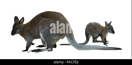 Rosso-un wallaby dal collo con il bambino. Isolato su sfondo bianco Foto Stock