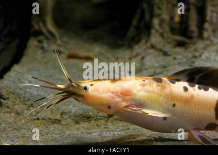 African sharptooth catfish è una specie di pesce gatto della famiglia Clariidae, il airbreathing catfishes. Foto Stock