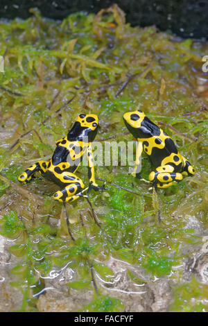 Giallo-nastrare poison dart (rana Dendrobates leucomelas), noto anche come giallo-headed poison dart rana o bumblebee veleno rana, Foto Stock