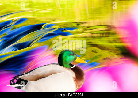 Le riflessioni della serata calda luce sull'acqua che scorre sopra la diga in corrispondenza della bocca di uscita di Grasmere, Lake District, UK con foxgloves in Foto Stock